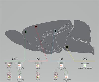 Cannabis Use and Mental Illness: Understanding Circuit Dysfunction Through Preclinical Models